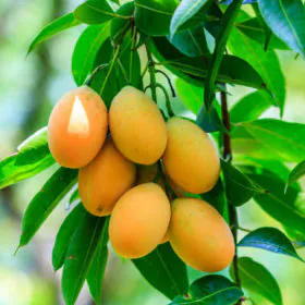 Mangoes ( Grafted) | آم گرافٹڈ Image