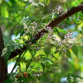 Melia Azedarach | Bakaayan | Bakain Tree | دھریک | بکائن Melia Azedarach | Bakaayan | Bakain Tree | دھریک | بکائن Image