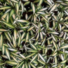 Milky Way Ribbon Grass | Chlorophytum Charlotte | کلوروفائیٹم ( سبز کنارے والی ) Image
