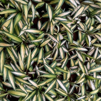 Milky Way Ribbon Grass | Chlorophytum Charlotte  | کلوروفائیٹم  ( سبز کنارے والی )