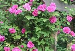 Miniature Rose | Button Rose (Light Pink)  | چھوٹا قد |  کوتاہ قد | منی ایچر گلاب ( بٹن گلاب )
