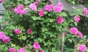 Miniature Rose | Button Rose (Light Pink) | چھوٹا قد | کوتاہ قد | منی ایچر گلاب Miniature Rose | Button Rose (Light Pink) | چھوٹا قد | کوتاہ قد | منی ایچر گلاب Image