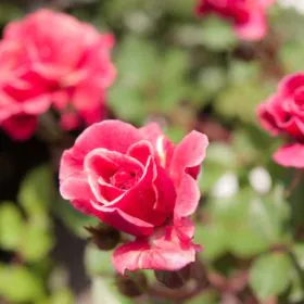 Miniature Rose | Button Rose (Red) | چھوٹا قد | کوتاہ قد | منی ایچر گلاب Image