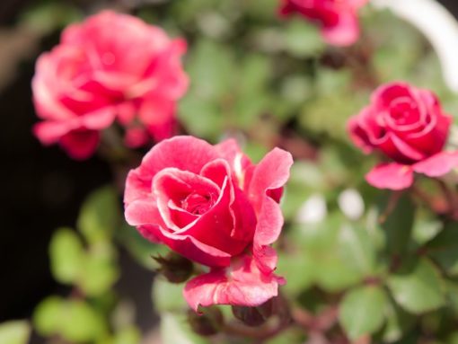 Miniature Rose | Button Rose (Red)  | چھوٹا قد |  کوتاہ قد | منی ایچر گلاب ( بٹن گلاب )