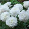 Miniature Rose | Button Rose (white)  | چھوٹا قد |  کوتاہ قد | منی ایچر گلاب ( سفید )