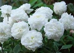 Miniature Rose | Button Rose (white)  | چھوٹا قد |  کوتاہ قد | منی ایچر گلاب ( سفید )