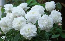 Miniature Rose | Button Rose (white) | چھوٹا قد | کوتاہ قد | منی ایچر گلاب Miniature Rose | Button Rose (white) | چھوٹا قد | کوتاہ قد | منی ایچر گلاب Image