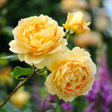 Miniature Rose | Button Rose (Yellow)  | چھوٹا قد |  کوتاہ قد | منی ایچر گلاب (  پیلے رنگ میں )