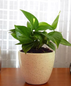 Picture of money plant in a ceramic golden yellow pot placed on a table. This is a reference image when you place order of money plant online at etree.pk for money plant