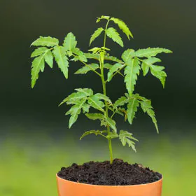 Neem Tree | نیم Image