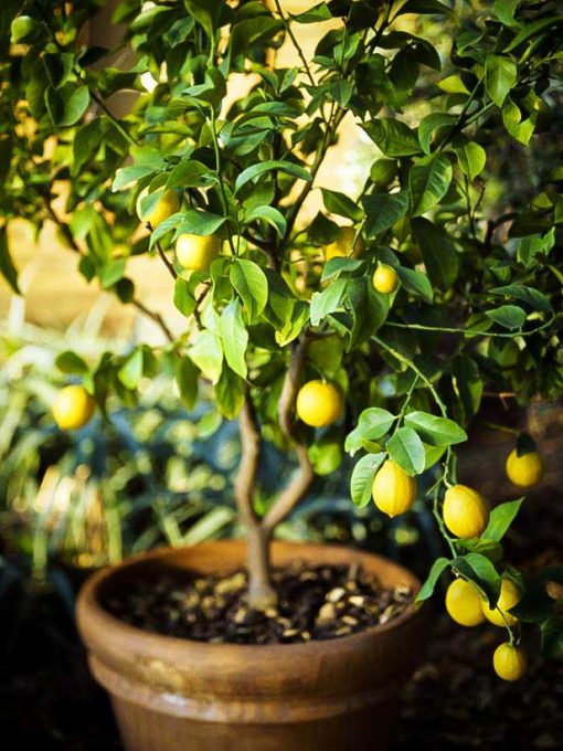 Nimboo | Lemon ( Big Fruit | Grafted)  | لیموں گرافتڈ