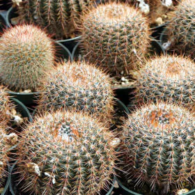 Notocactus Rutilans | نوٹو کیکٹس Image