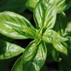 Ociumum Basilicum Sabja | نیازبو Ociumum Basilicum Sabja | نیازبو Image