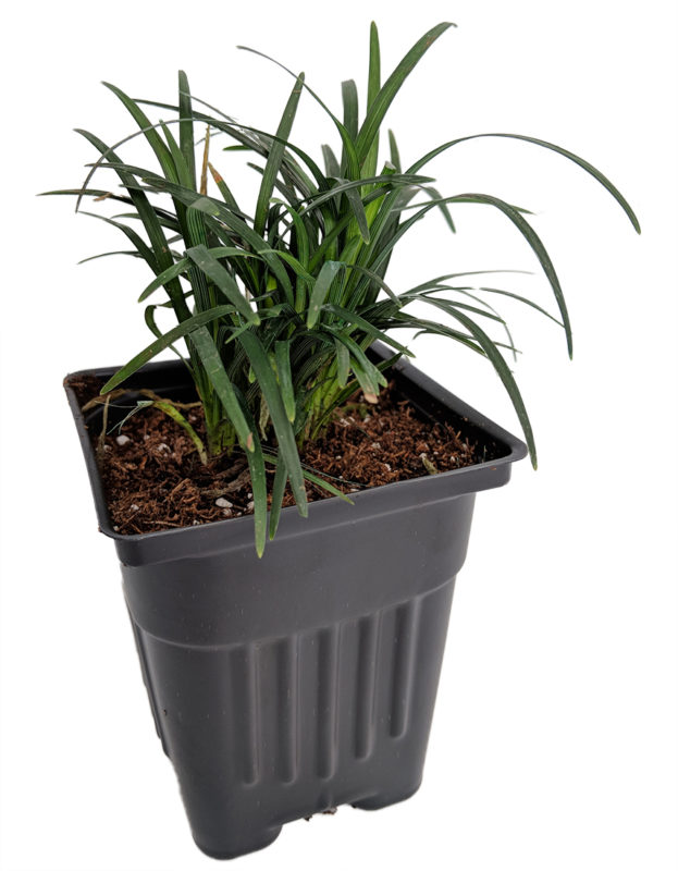 Ophiopogon Jaburan Variegated