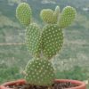 Opuntia Microdasys | Bunny Ear Cactus  | پرکلی  پئیر کیکٹس |  چھترتحور