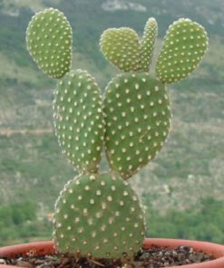 Opuntia Microdasys | Bunny Ear Cactus  | پرکلی  پئیر کیکٹس |  چھترتحور