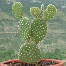 Opuntia Microdasys | Bunny Ear Cactus | پرکلی پئیر کیکٹس | چھترتحور Opuntia Microdasys | Bunny Ear Cactus | پرکلی پئیر کیکٹس | چھترتحور Image