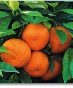 Orange Fruit | Santra ( Grafted )  | کنو  ( گرافٹڈ )