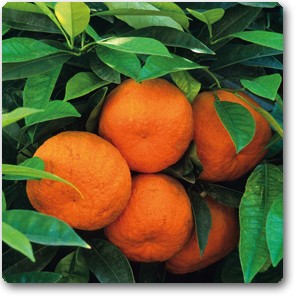Orange Fruit | Santra ( Grafted )  | کنو  ( گرافٹڈ )