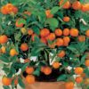 Ornamental Orange (Green Leaves)  | آرائشی ویری گیٹڈ لیموں