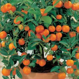 Ornamental Orange (Green Leaves) Image