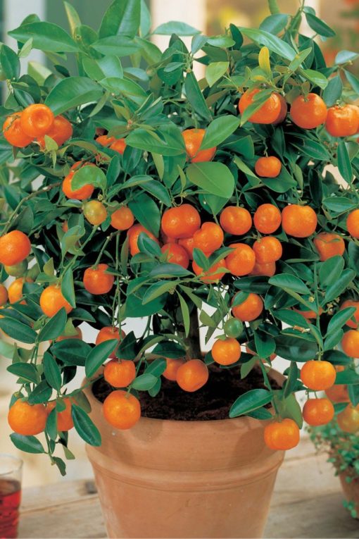 Ornamental Orange (Green Leaves)  | آرائشی ویری گیٹڈ لیموں