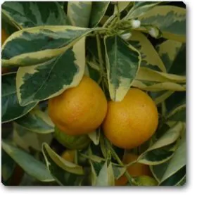 Ornamental Orange Variegated | آرائشی ویری گیٹڈ لیموں Image