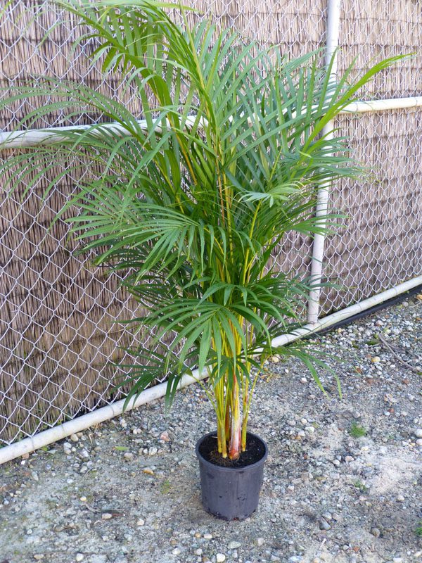 ETL-1198 – eTree.pk