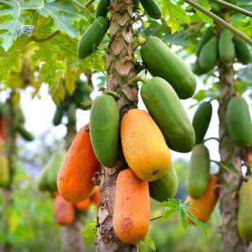Imported Hybrid Papaya| Papita کیلی فورنیا پپیتا | پپیتا Imported Hybrid Papaya| Papita کیلی فورنیا پپیتا | پپیتا Image