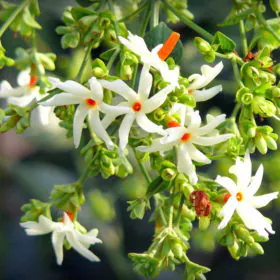 Parijat | Parijatak | Harshringar | ہار سنگھار Image