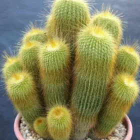 Parodia Leninghausii | پاروڈیا کیکٹس Image