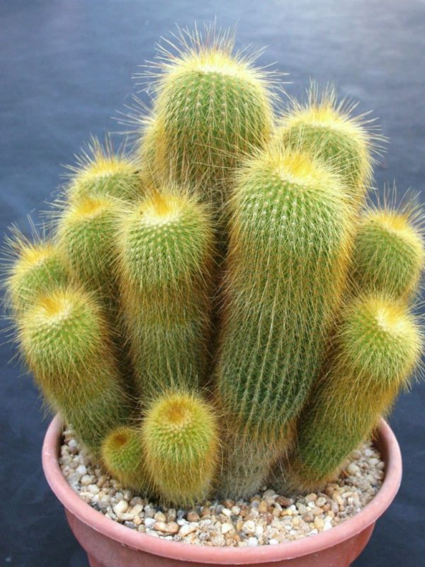 Parodia Leninghausii | پاروڈیا کیکٹس