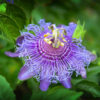 Passiflora incarnata (Purple)   | پیسی فلورا