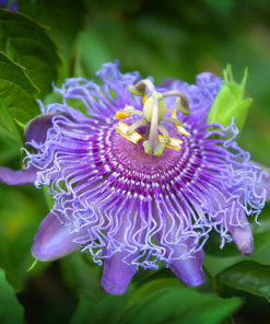 Passiflora incarnata (Purple)   | پیسی فلورا