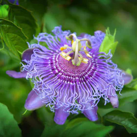 Passiflora incarnata (Purple) | پیسی فلورا Image