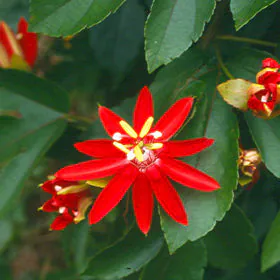 Passiflora Sherry (Red) | پیسی فلورا Passiflora Sherry (Red) | پیسی فلورا Image