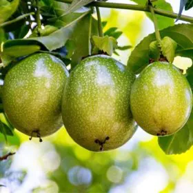 Passion Fruit | پیشن فروٹ Image