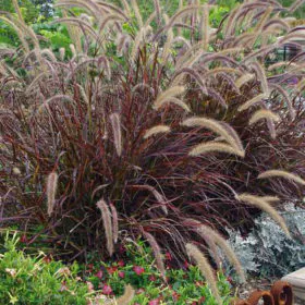 Pennisetum rueppeli | سرکنڈے والی گھاس | فاونٹین گھاس Pennisetum rueppeli | سرکنڈے والی گھاس | فاونٹین گھاس Image