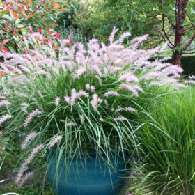 Pennisetum species | آرائشی سرکنڈے والی گھاس | فاونٹین گھاس Image