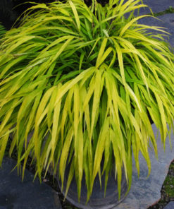 Phalaris Arundinacea | Ribbon Grass  | ربن گراس