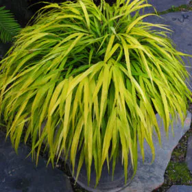 Phalaris Arundinacea | Ribbon Grass | ربن گراس Phalaris Arundinacea | Ribbon Grass | ربن گراس Image