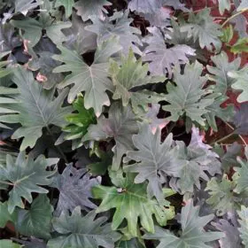 Philodendron lacerum | فیلوڈینڈران تھائی والا Philodendron lacerum | فیلوڈینڈران تھائی والا Image
