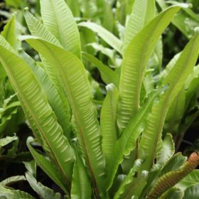Phyllitis scolopendrium | Phyllitis scolopendrium | Image
