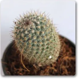 Pincushion Cactus | پن کشن کیکٹس Pincushion Cactus | پن کشن کیکٹس Image