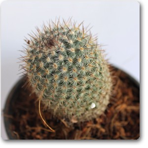 Pincushion Cactus  | پن کشن کیکٹس