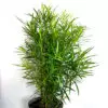 Podocarpus Macrophyllus | Buddhist Pine | Fern Pine  | پوڈو کارپس