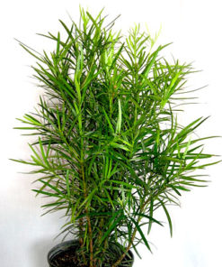Podocarpus Macrophyllus | Buddhist Pine | Fern Pine  | پوڈو کارپس