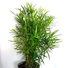 Podocarpus Macrophyllus | Buddhist Pine | Fern Pine | پوڈو کارپس Podocarpus Macrophyllus | Buddhist Pine | Fern Pine | پوڈو کارپس Image