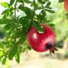 Pomegranate | Annar | Anar (Grafted)  | انار