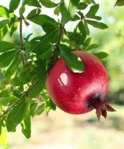 Pomegranate | Annar | Anar (Grafted)  | انار